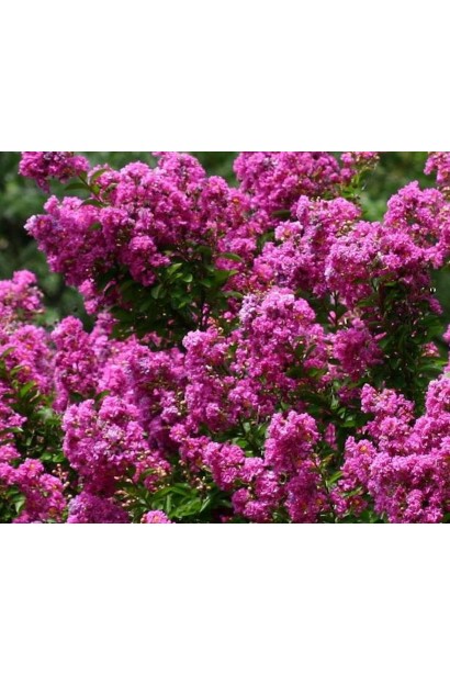 Lagerstroemia Petite Orchid